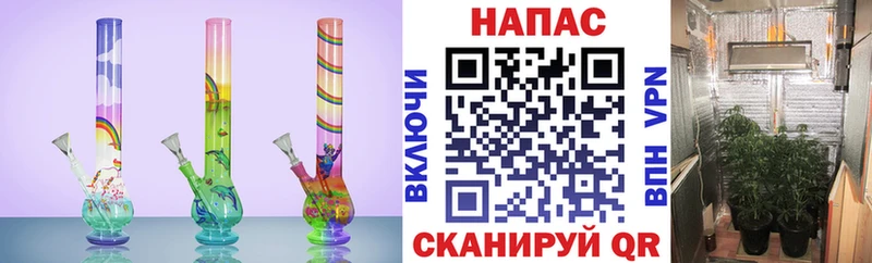 Бошки марихуана план  закладки  Пудож 